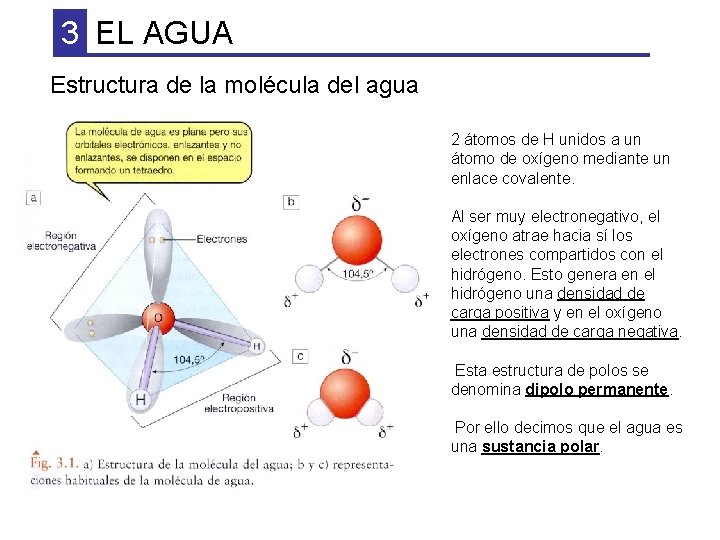 3 EL AGUA Estructura de la molécula del agua 2 átomos de H unidos