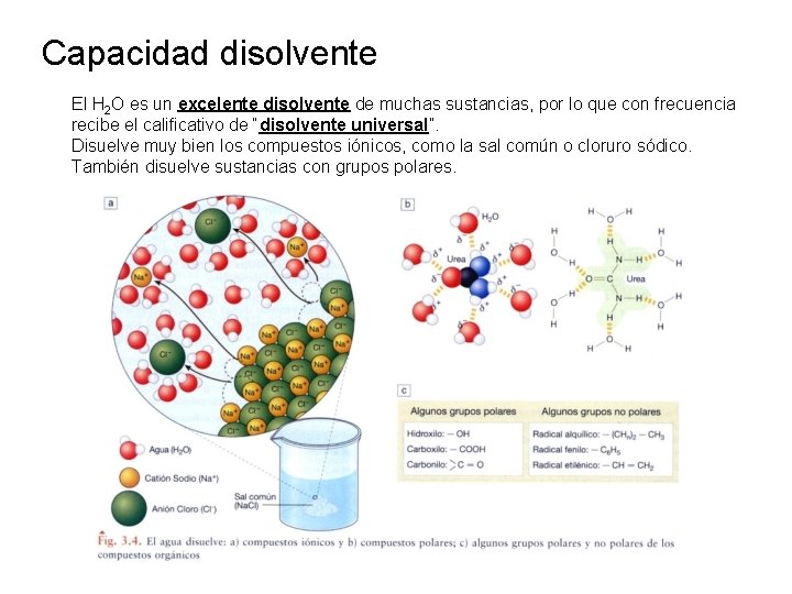 Capacidad disolvente El H 2 O es un excelente disolvente de muchas sustancias, por