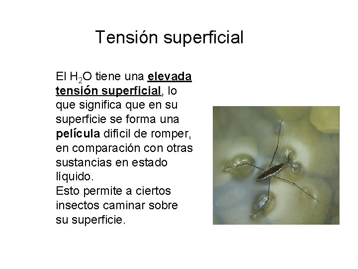 Tensión superficial El H 2 O tiene una elevada tensión superficial, lo que significa