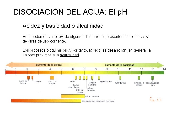 DISOCIACIÓN DEL AGUA: El p. H Acidez y basicidad o alcalinidad Aquí podemos ver