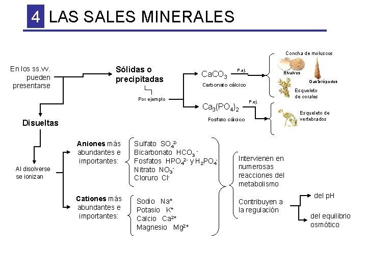 4 LAS SALES MINERALES Concha de moluscos En los ss. vv. pueden presentarse Sólidas