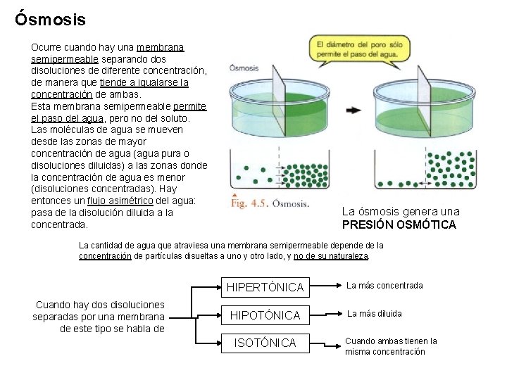 Ósmosis Ocurre cuando hay una membrana semipermeable separando dos disoluciones de diferente concentración, de