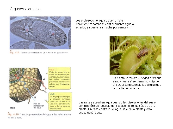 Algunos ejemplos: Los protozoos de agua dulce como el Paramecium bombean continuamente agua al