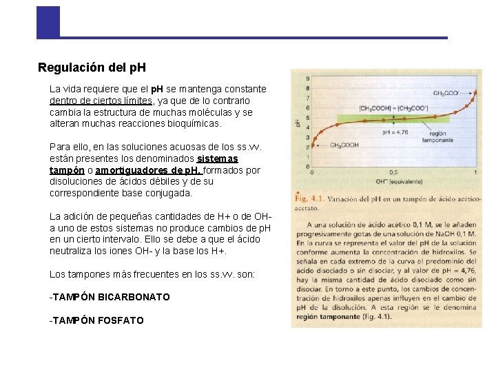 Regulación del p. H La vida requiere que el p. H se mantenga constante