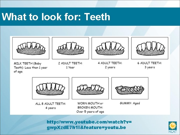 What to look for: Teeth http: //www. youtube. com/watch? v= gwp. Xzd. E 7