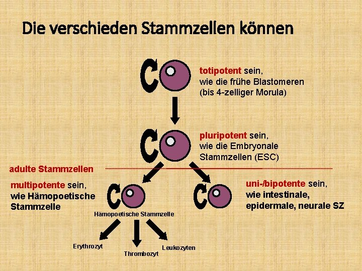 Die verschieden Stammzellen können totipotent sein, wie die frühe Blastomeren (bis 4 -zelliger Morula)