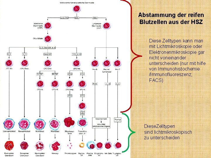 Abstammung der reifen Blutzellen aus der HSZ Diese Zelltypen kann man mit Lichtmikroskopie oder