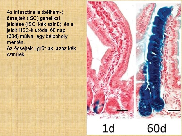 Az intesztinális (bélhám-) őssejtek (ISC) genetikai jelölése (ISC: kék színű), és a jelölt HSC-k