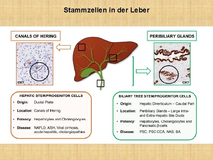 Stammzellen in der Leber 