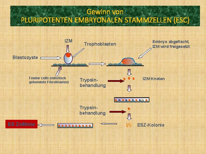 Gewinn von PLURIPOTENTEN EMBRYONALEN STAMMZELLEN (ESC) IZM Trophoblasten Embryo abgeflacht, IZM wird freigesetzt Blastozyste
