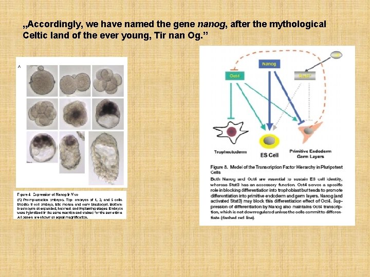 „Accordingly, we have named the gene nanog, after the mythological Celtic land of the