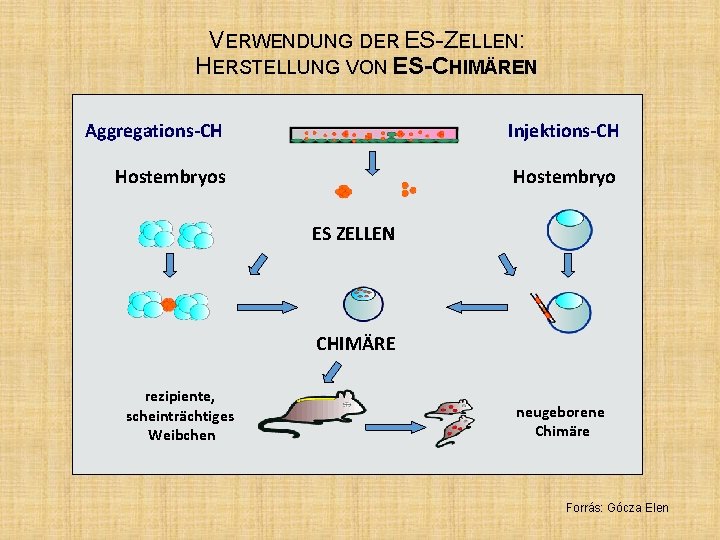 VERWENDUNG DER ES-ZELLEN: HERSTELLUNG VON ES-CHIMÄREN Aggregations-CH Injektions-CH Hostembryos Hostembryo ES ZELLEN CHIMÄRE rezipiente,