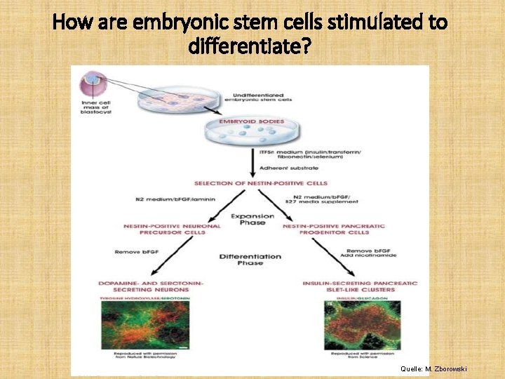 How are embryonic stem cells stimulated to differentiate? Quelle: M. Zborowski 