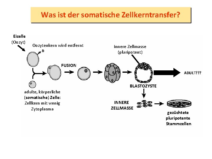 Was ist der somatische Zellkerntransfer? Eizelle (Oozyt) Oozytenkern wird entfernt innere Zellmasse (pluripotent) FUSION