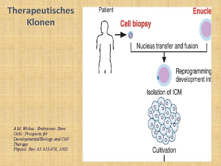 Therapeutisches Klonen A. M. Wobus: Embryonic Stem Cells: Prospects for Developmental. Biology and Cell