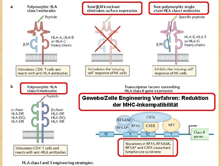 Gewebe/Zelle Engineering Verfahren: Reduktion der MHC-Inkompatibilität 