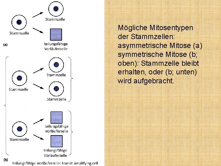 Mögliche Mitosentypen der Stammzellen: asymmetrische Mitose (a) symmetrische Mitose (b; oben): Stammzelle bleibt erhalten,