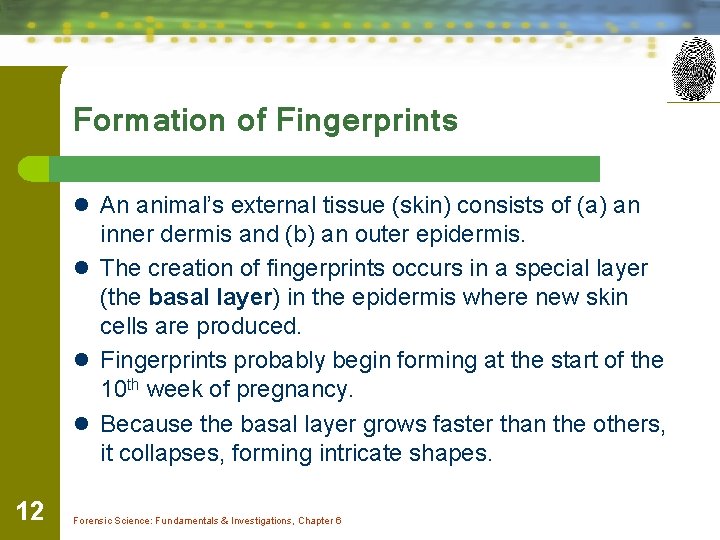 Formation of Fingerprints l An animal’s external tissue (skin) consists of (a) an inner