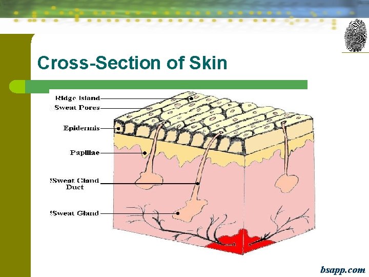 Cross-Section of Skin bsapp. com 