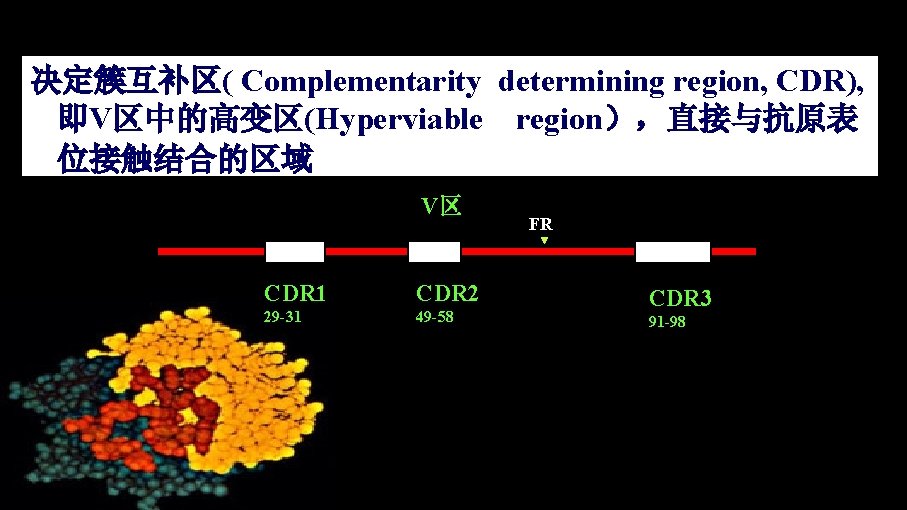 决定簇互补区( Complementarity determining region, CDR), 即V区中的高变区(Hyperviable region），直接与抗原表 位接触结合的区域 V区 CDR 1 CDR 2 29