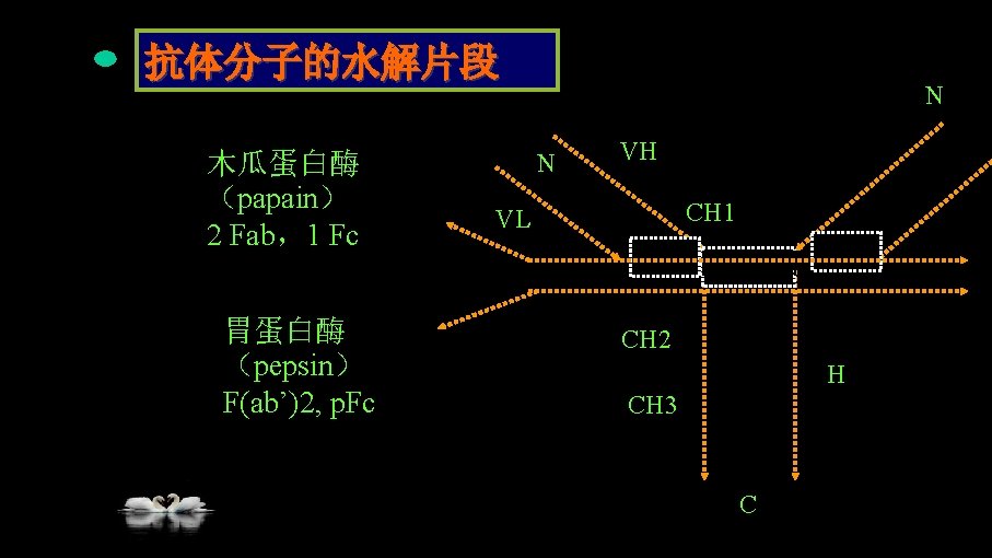 抗体分子的水解片段 木瓜蛋白酶 （papain） 2 Fab，1 Fc N VH N CH 1 VL CL 胃蛋白酶