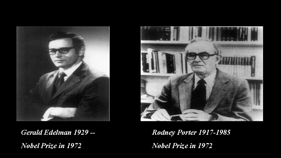 Gerald Edelman 1929 -- Rodney Porter 1917 -1985 Nobel Prize in 1972 