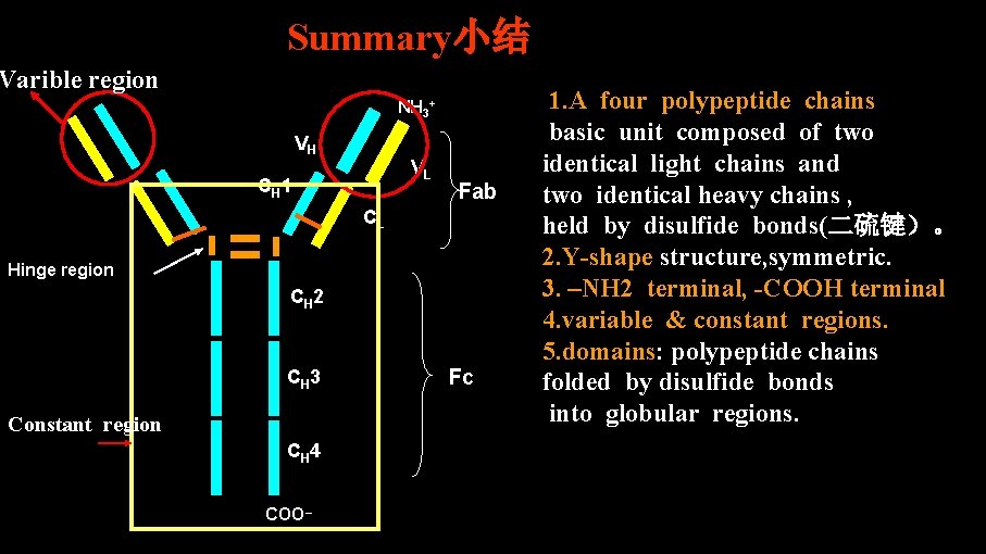 Summary小结 Varible region NH 3+ VH VL CH 1 Fab CL Hinge region CH