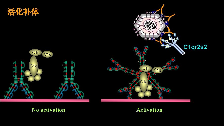 活化补体 C 1 qr 2 s 2 C 1 r C 1 s C