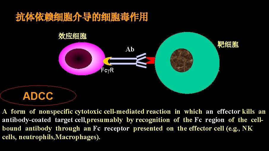 抗体依赖细胞介导的细胞毒作用 效应细胞 Ab Fc R 靶细胞 Target cell ADCC A form of nonspecific cytotoxic
