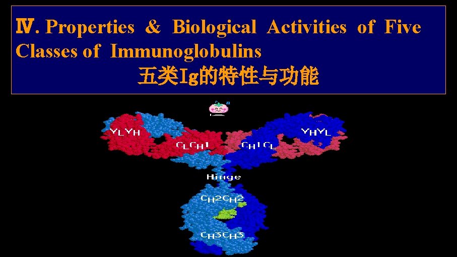 Ⅳ. Properties & Biological Activities of Five Classes of Immunoglobulins 五类Ig的特性与功能 Ⅰ 