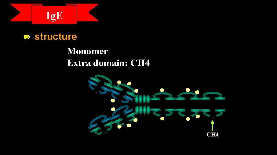 Ig. E Ⅰ structure Monomer Extra domain: CH 4 