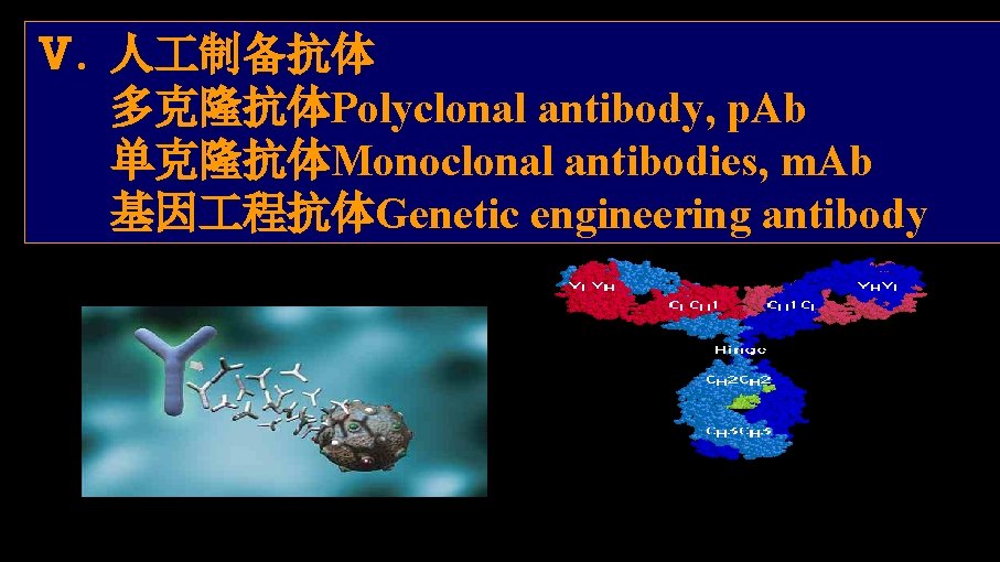 Ⅴ. 人 制备抗体 多克隆抗体Polyclonal antibody, p. Ab 单克隆抗体Monoclonal antibodies, m. Ab 基因 程抗体Genetic engineering