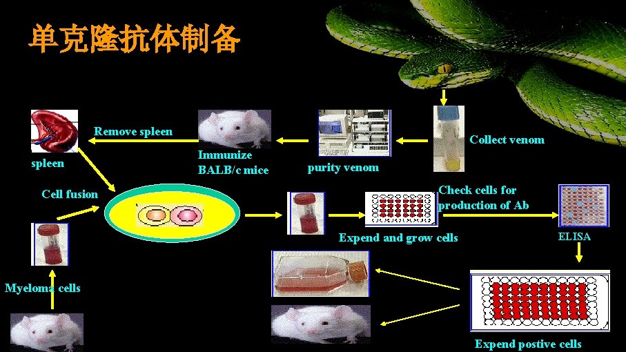 单克隆抗体制备 Crotalus atrox Remove spleen Cell fusion Collect venom Immunize BALB/c mice purity venom