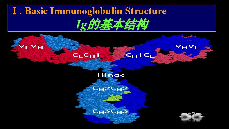 Ⅰ. Basic Immunoglobulin Structure Ig的基本结构 