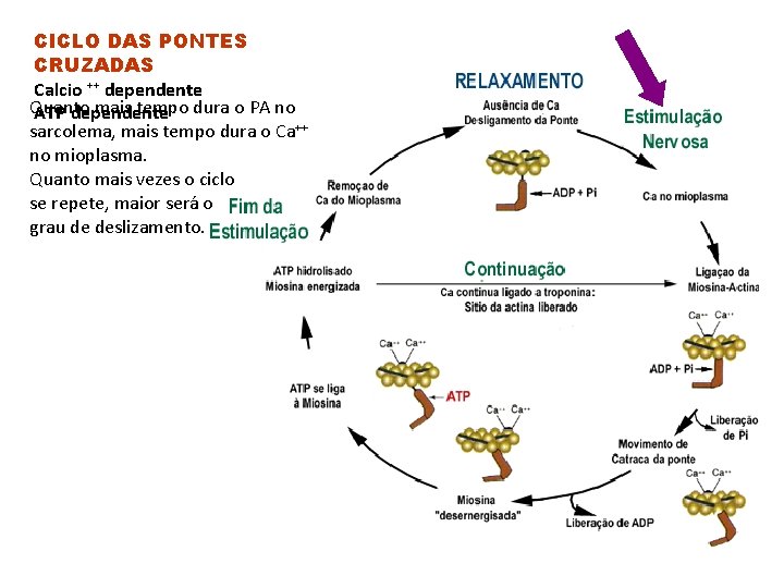 CICLO DAS PONTES CRUZADAS Calcio ++ dependente Quanto mais tempo dura o PA no