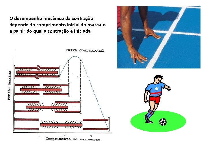 O desempenho mecânico da contração depende do comprimento inicial do músculo a partir do