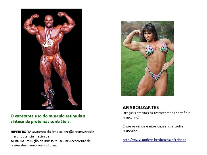 ANABOLIZANTES O constante uso do músculo estimula a síntese de proteínas contráteis. HIPERTROFIA aumento