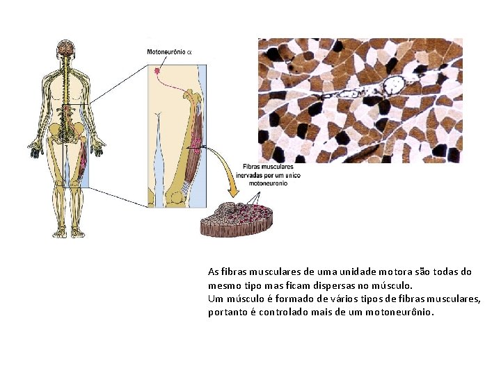 As fibras musculares de uma unidade motora são todas do mesmo tipo mas ficam