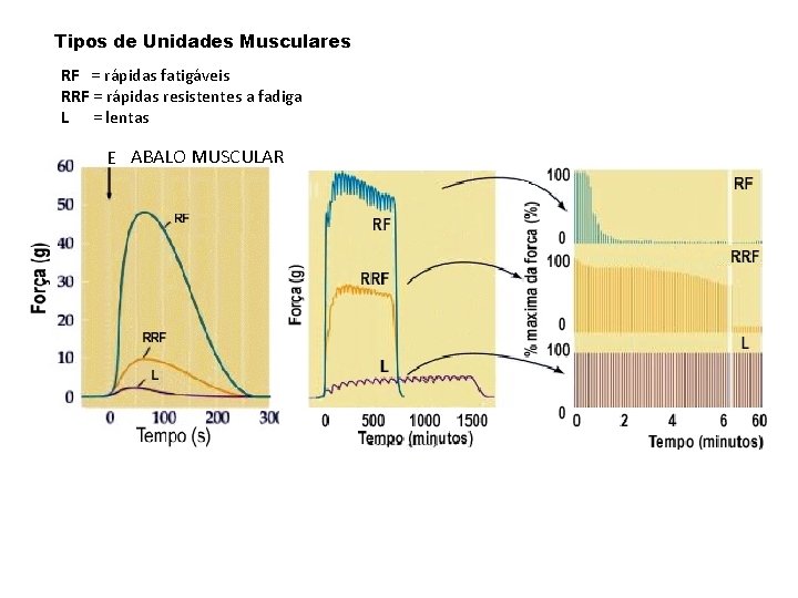 Tipos de Unidades Musculares RF = rápidas fatigáveis RRF = rápidas resistentes a fadiga