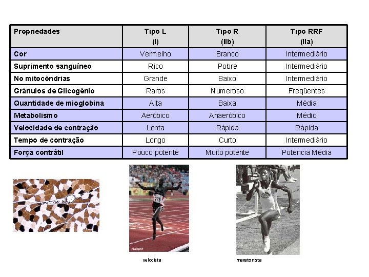 Propriedades Tipo L (I) Tipo R (IIb) Tipo RRF (IIa) Vermelho Branco Intermediário Rico