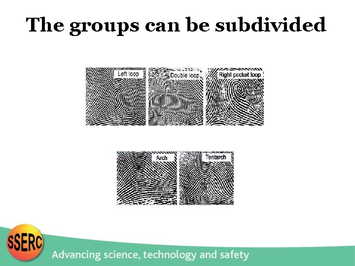 The groups can be subdivided 