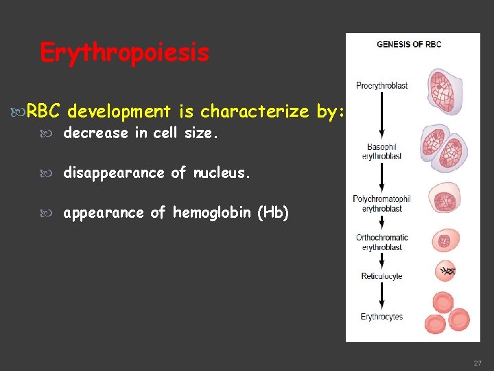 Erythropoiesis RBC development is characterize by: decrease in cell size. disappearance of nucleus. appearance