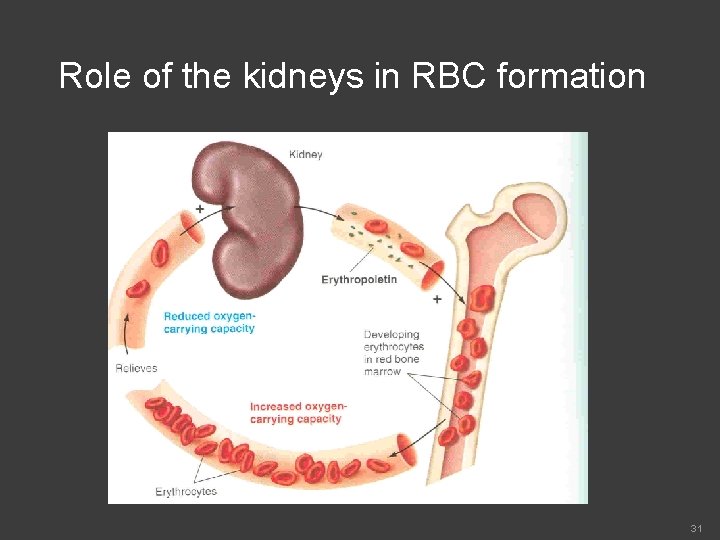 Role of the kidneys in RBC formation 31 