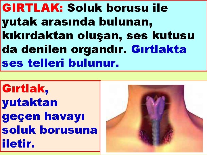 GIRTLAK: Soluk borusu ile yutak arasında bulunan, kıkırdaktan oluşan, ses kutusu da denilen organdır.