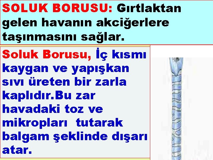 SOLUK BORUSU: Gırtlaktan gelen havanın akciğerlere taşınmasını sağlar. Soluk Borusu, İç kısmı kaygan ve