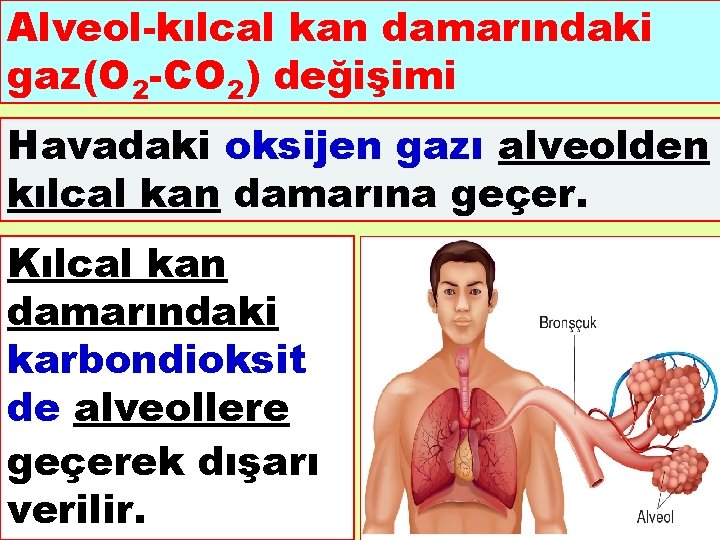 Alveol-kılcal kan damarındaki gaz(O 2 -CO 2) değişimi Havadaki oksijen gazı alveolden kılcal kan