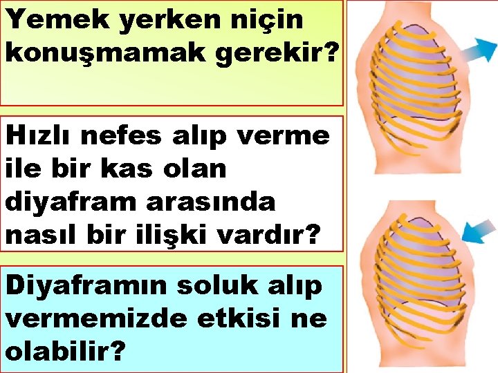 Yemek yerken niçin konuşmamak gerekir? Hızlı nefes alıp verme ile bir kas olan diyafram