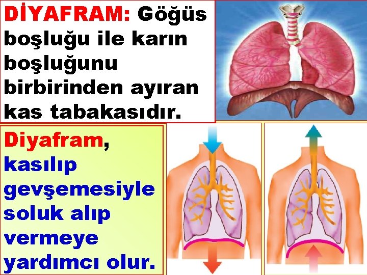 DİYAFRAM: Göğüs boşluğu ile karın boşluğunu birbirinden ayıran kas tabakasıdır. Diyafram, kasılıp gevşemesiyle soluk