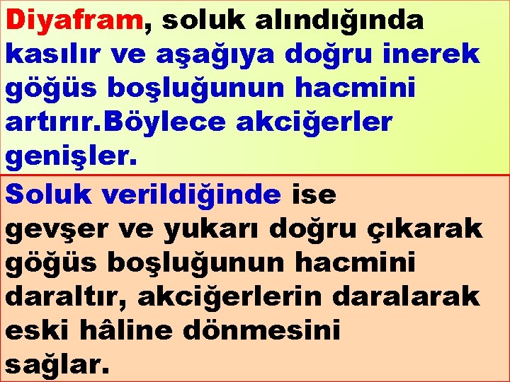 Diyafram, soluk alındığında kasılır ve aşağıya doğru inerek göğüs boşluğunun hacmini artırır. Böylece akciğerler