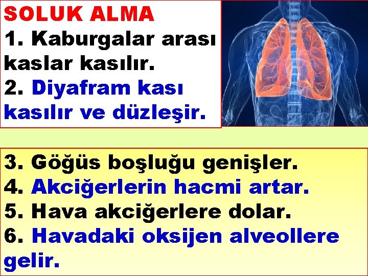 SOLUK ALMA 1. Kaburgalar arası kaslar kasılır. 2. Diyafram kasılır ve düzleşir. 3. Göğüs